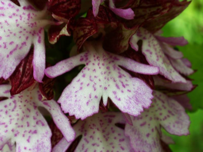 Orchis purpurea - flora Toscana